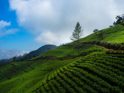 Nuwara Eliya