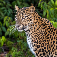 Sri Lankan Leopard